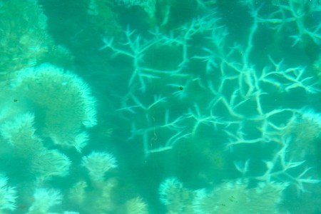 ile-maurice16-snorkeling