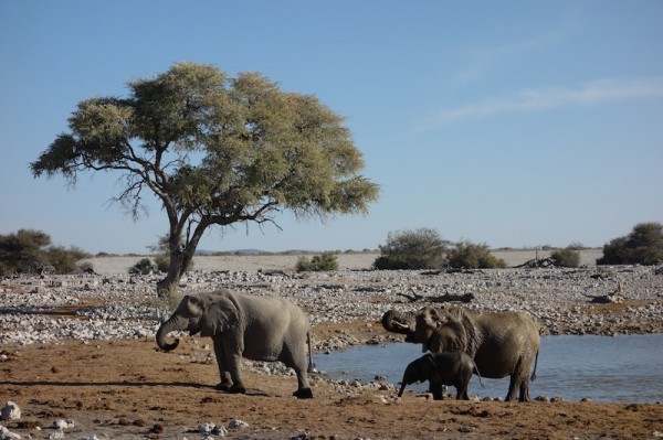 namibie58elephants