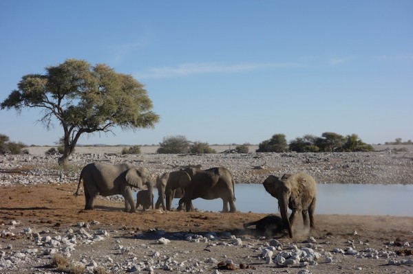 namibie59elephants
