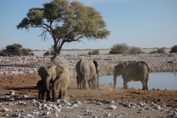 namibie62elephants